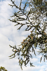 ceder branches against sky