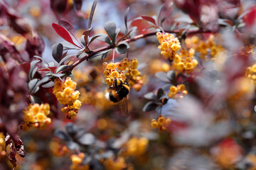 Gewöhnliche Berberitze (Berberis vulgaris) Zweig mit gelben Blüten