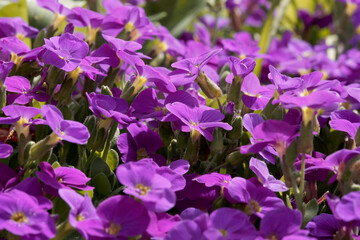 Fototapeta premium Blaukissen (Aubrieta-Hybriden) Pflanze mit vielen Blüten