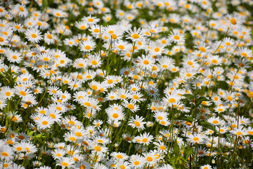 Margerite (Leucanthemum vulgare), Blumenwiese mit vielen weißen Blüten