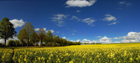 Gelbes Rapsfeld mit Baumalle im Frühling, Panorama