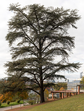 Im Park der Villa Berg, Stuttgart: Zedernbaum