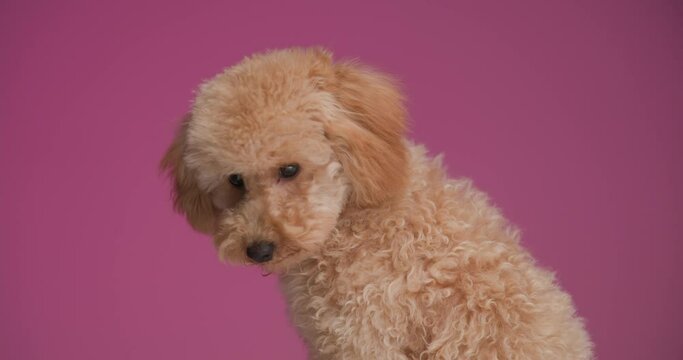 side view of curious little poodle puppy looking down, searching and sitting on pink background in studio