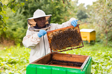 Senior apiarist holding hive frame