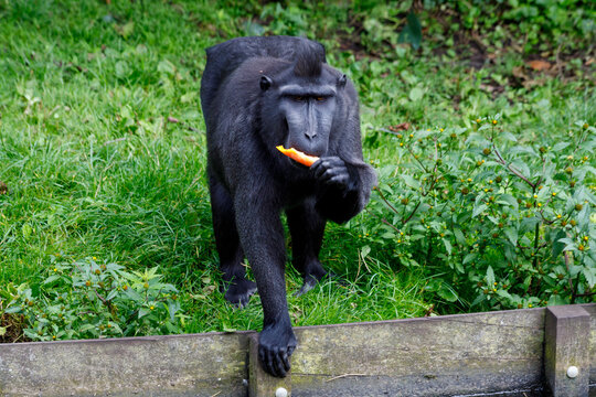 monkey
zoo
animal
mammal
ape
