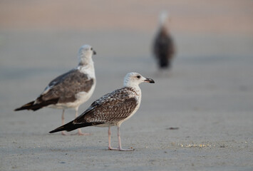 Juvenile Armenian Gulls at Busaiteen coast, Bahrain