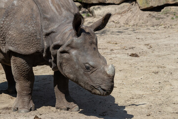 rhino in the sun