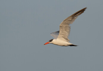 Caspian tern in flight at Asker Marsh, Bahrain