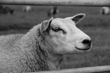 Fototapeta premium sheep 