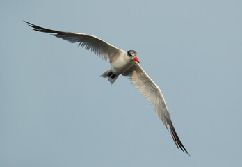 Caspian tern in flight at Asker Marsh, Bahrain