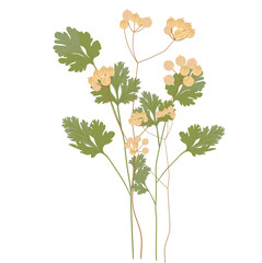 Cilantro vector stock illustration. Coriander. green leaves seasoning according to the recipe. Spices. Isolated on a white background. medicinal herbs