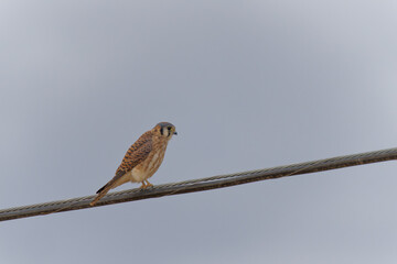 American kestrel resting on a power line