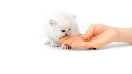 Kitten eats from the hand. The kitten learns to eat meat. Complementary feeding of a kitten. The kitten eats meat for the first time.