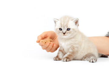 Kitten eats from the hand. The kitten learns to eat meat. A month old kitten. Scottish purebred cat.