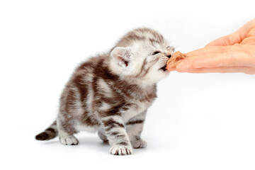 The kitten tastes meat. Kittens learn to eat. The kitten eats from the hand. A month old kitten....