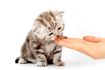 Kitten eats with hands isolated on white background. Complementary feeding of a kitten. The kitten eats meat for the first time. - obrazy, fototapety, plakaty
