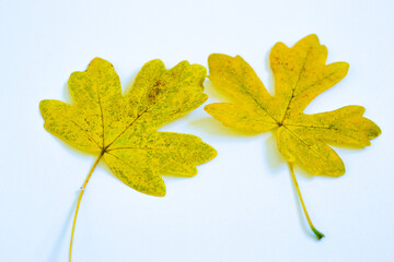 yellow autumn leaves on white background