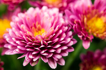 Close-up focused on chrysanthemum petals
