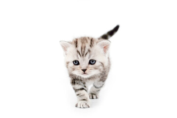 Scottish kitten isolated on white background. Kitten in motion.
