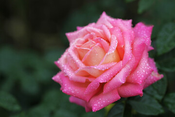 水滴が美しいピンク色のバラ (Chicago Peace)