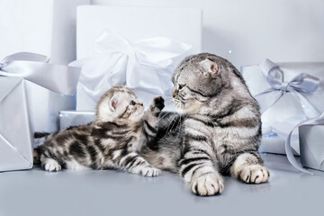 Naklejka premium Kitten with a cat are playing. Cat with kitten among festive gift boxes isolated on gray background. 