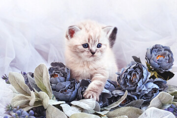 Kitten among blue tulle and blue roses. Kitten in motion.