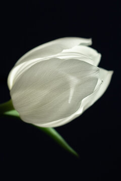 single white tulip on a black background