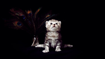 The kitten sits near the peacock feathers on a black background. Kitten isolated on a black background. The kitten sits with its paws apart near a vase with peacock feathers on a black background.