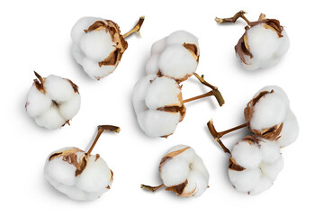 Cotton plant flower isolated on white background with clipping path and full depth of field. Top view. Flat lay