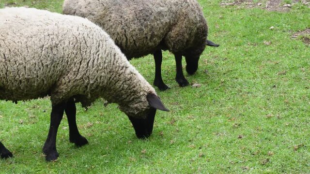Ovejas pastando en el campo, ganader&iacute;a en paisaje rural