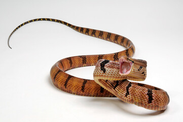 Fototapeta premium Dog-toothed cat snake // Hundezahn-Katzennatter (Boiga cynodon)
