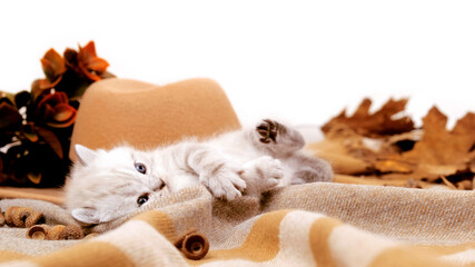 Playful kitten lies upside down and plays. The kitten is isolated among the autumn things.