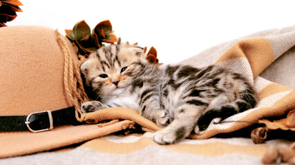 Sleepy disgruntled kitten lies near the hat. Kitten among autumn accessories.
