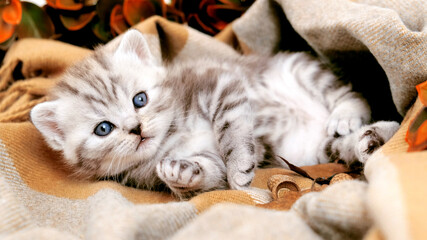 The kitten lies on a beige blanket and looks at the camera. Kitten among autumn accessories.
