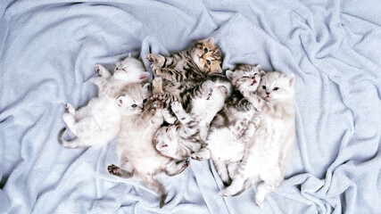 Many kittens lie in a heap on a gray blanket. A month old kitten. Scottish purebred cat.