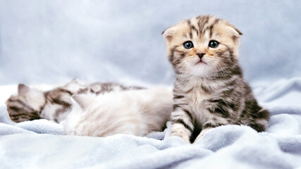 Tabby kitten sits near sleeping kittens. A month old kitten. Scottish purebred cat.