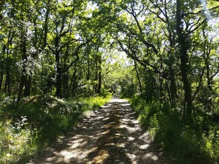 Obraz premium chemin dans les sous bois