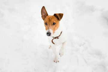 Cute Jack Russell breed dog walking in the snow. Portrait.