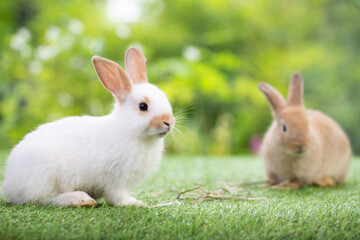 Group of adorable bunny sitting on green grass, waiting for feeding food in the garden. Cute animal and pet.