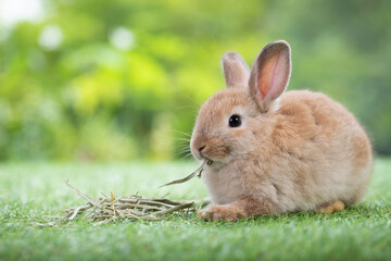 A adorable brown bunny eating dry grass on green grass and looking for feeding food in the garden. Cute animal and pet.