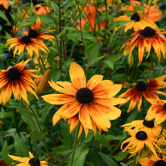 Black eyed Susan flowers in the garden