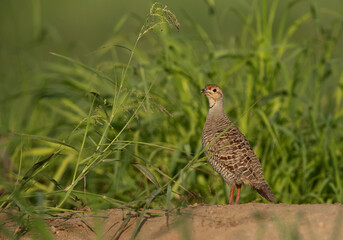 Closeup of a Grey francolin at Hamala, Bahrain