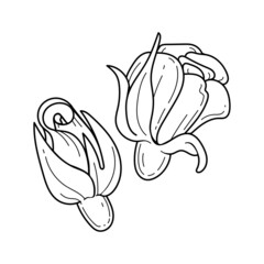 Rose flower line art. Garden plant buds set. Beautiful contour sketch. Hand drawn vector illustration. Floral element for logo design.