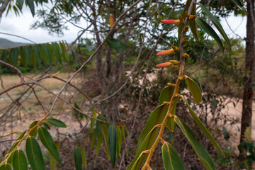 Pimenta de macaco, especiaria utilizada pelas comunidades da Kalunga