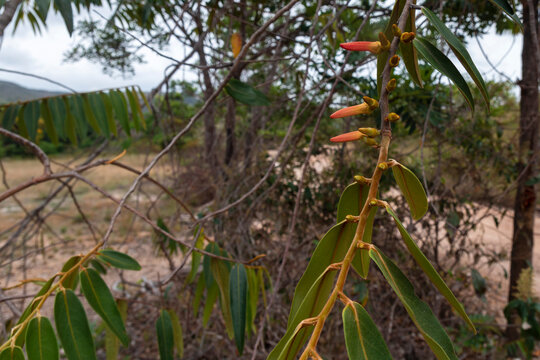 Pimenta de macaco, especiaria utilizada pelas comunidades da Kalunga