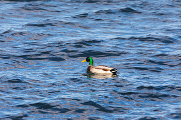 Wild duck in the lake water during a storm in autumn