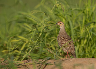 Closeup of a Grey francolin at Hamala, Bahrain