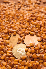Golden Bitcoin coins in harvested corn grain