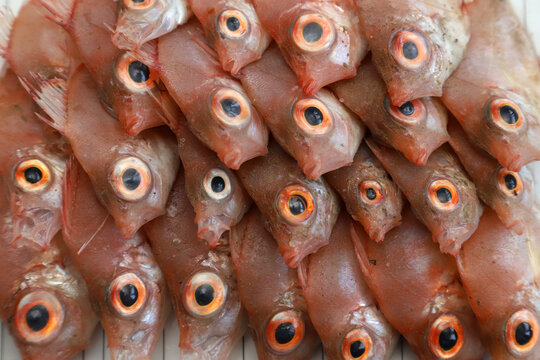 Adult boarfish (Antigonia capros) can be seen in the Mediterranean sea. 