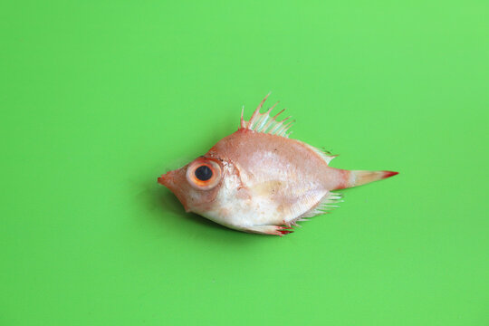 Adult boarfish (Antigonia capros) can be seen in the Mediterranean sea. 